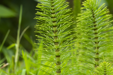 Grande Prêle - jeunes axes chlorophylliens (Equisetum telmateia) 